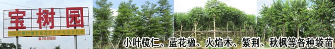 广东省中山市横栏镇宝树园